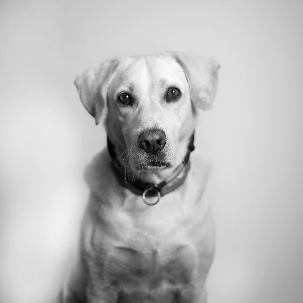 Bernie